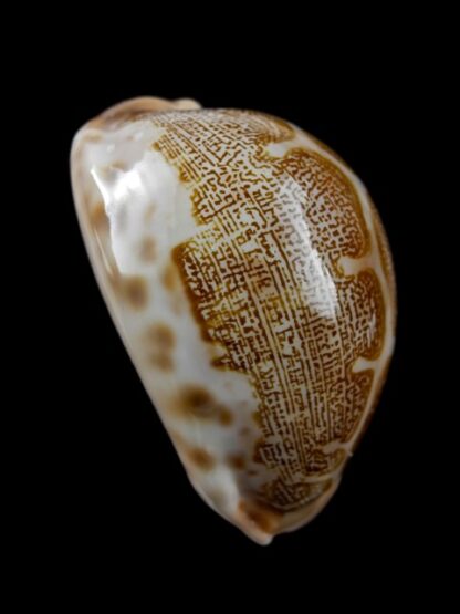 Cypraea mappa geographica rewa 53,3 mm Gem-8122