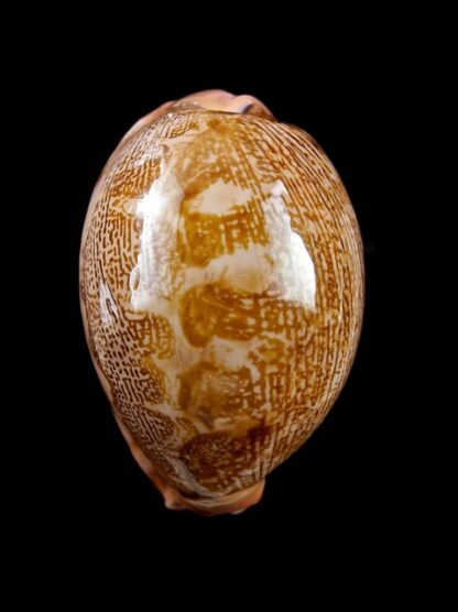 Cypraea mappa geographica rewa 54,5 mm Gem-8133