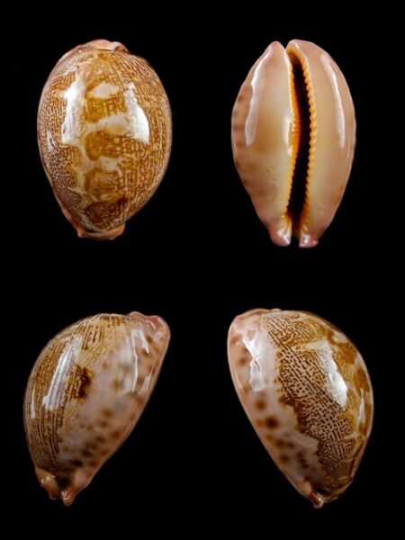 Cypraea mappa geographica rewa 54,5 mm Gem-0
