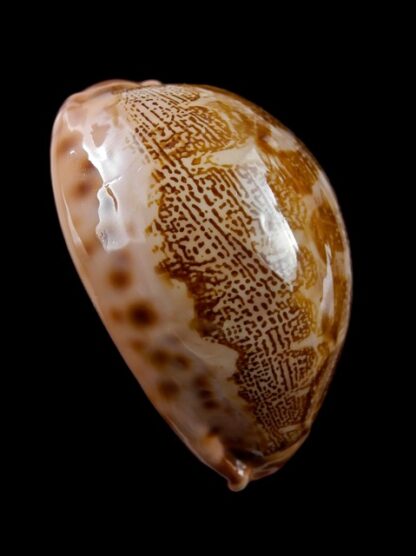 Cypraea mappa geographica rewa 54,5 mm Gem-8134