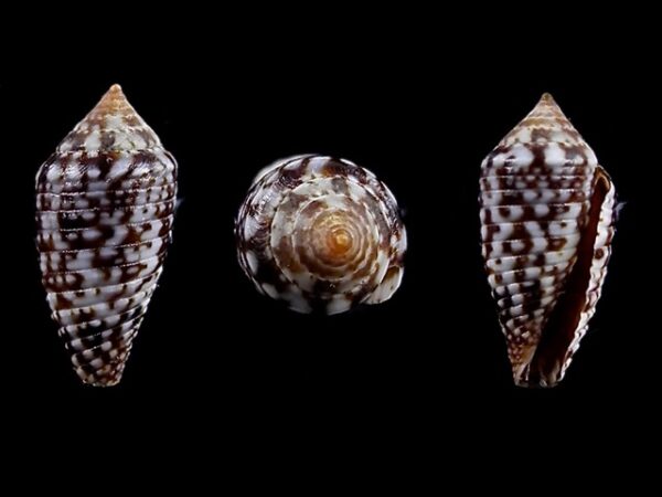 Conus allamandi 13,1 mm Gem-0