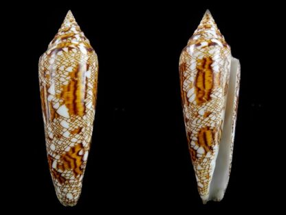 Conus bengalensis 105,2 mm Gem-0