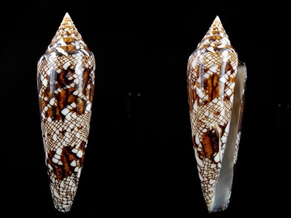 Conus bengalensis 82.9 mm Gem-0