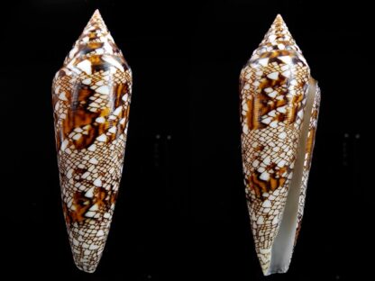 Conus bengalensis 89,5 mm Gem-0