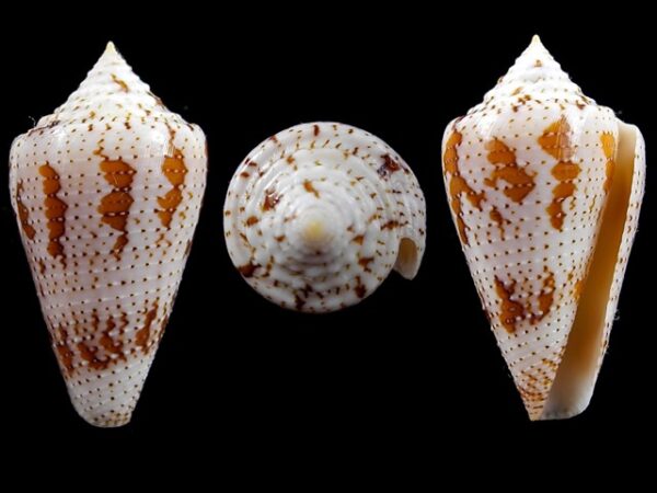 Conus cedonulli dominicanus 35 mm Gem-0