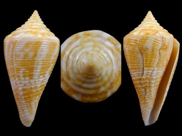 Conus garciai 48,8 mm F++-0