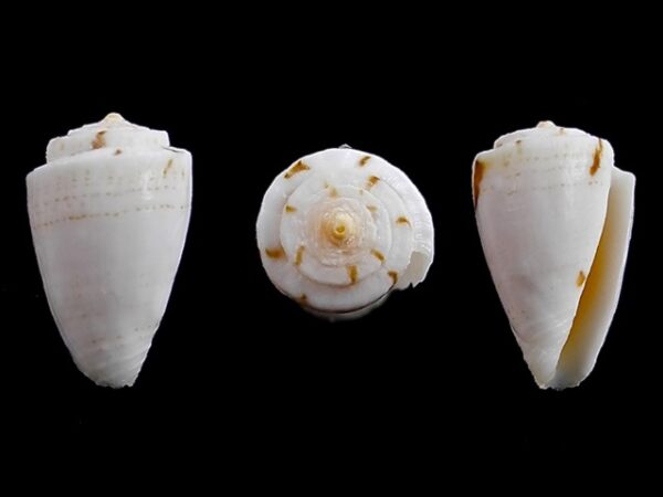 Conus kirkandersi 12,7 mm F+++-0