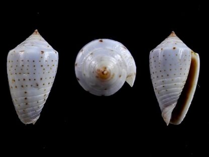 Conus puncticulatus cardonensis 17,3 mm Gem-0