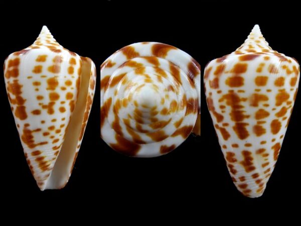 Conus spurius atlanticus 47,3 mm Gem - Thelsica