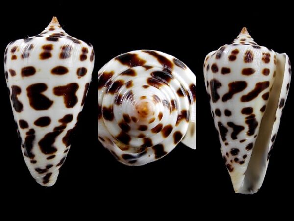 Conus spurius baylei 40,6 mm Gem-0