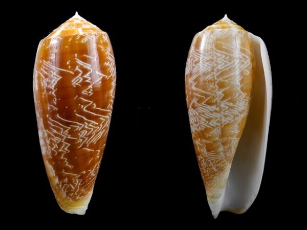 Conus vicweei 74,6 mm Gem-0