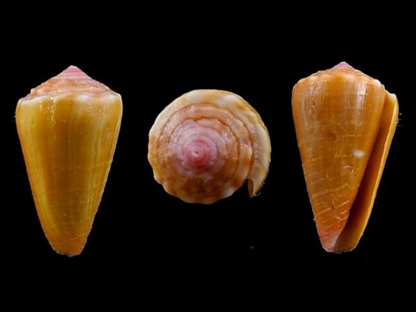 Conus zylmanae 18,8 mm Gem-0