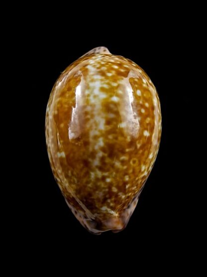 Cypraea annettae aequinoctialis 41 mm F+++/Gem-8305