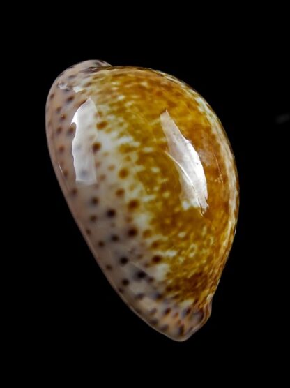 Cypraea annettae aequinoctialis 41 mm F+++/Gem-8303