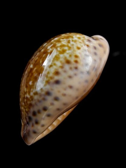 Cypraea annettae aequinoctialis 41 mm F+++/Gem-8307