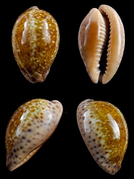 Cypraea annettae aequinoctialis 41 mm F+++/Gem-0