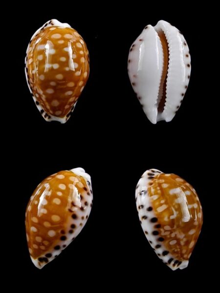 Cribrarula astaryi f. lefaiti 20,2 mm Gem-0