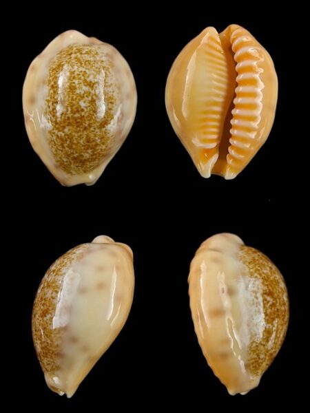 Cypraea coloba f. greegori 20,3 mm Gem-0