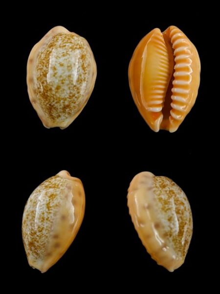 Cypraea coloba f. greegori 21,6 mm Gem-0