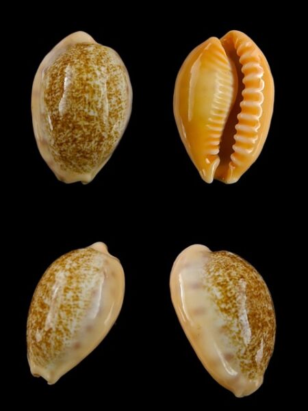 Cypraea coloba f. greegori 22.1 mm Gem-0