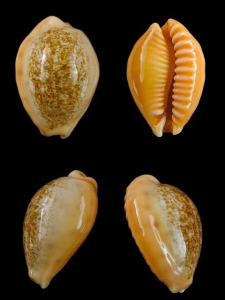 Cypraea coloba f. greegori 22.2 mm Gem-0