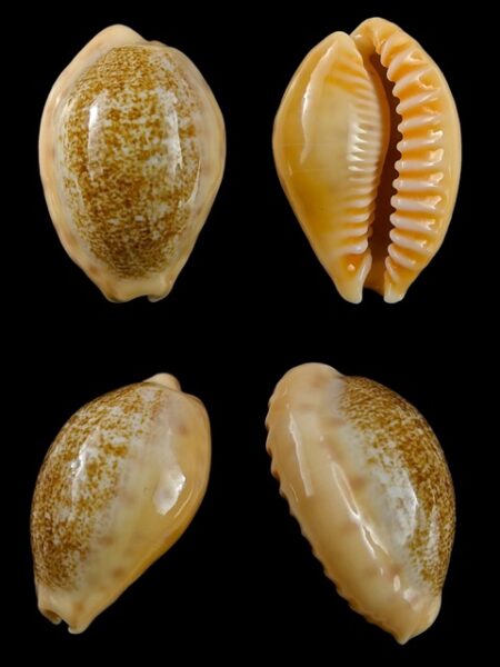 Cypraea coloba f. greegori 24,9 mm Gem-0