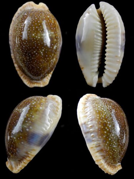 Cypraea erosa chlorizans 49,1 mm Gem-0