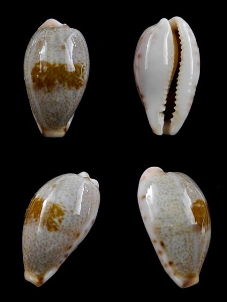 Cypraea fernandoi 23,5 mm Gem--0