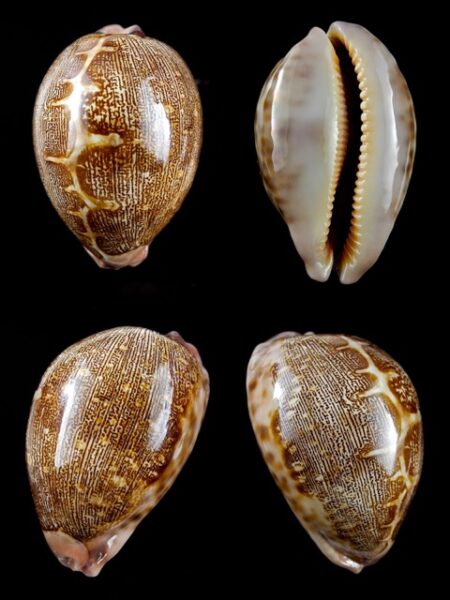 Cypraea mappa geographica rewa 61 mm Gem-0