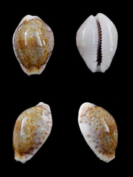 Cypraea acicularis sanctahelenae 23,10 mm Gem-0