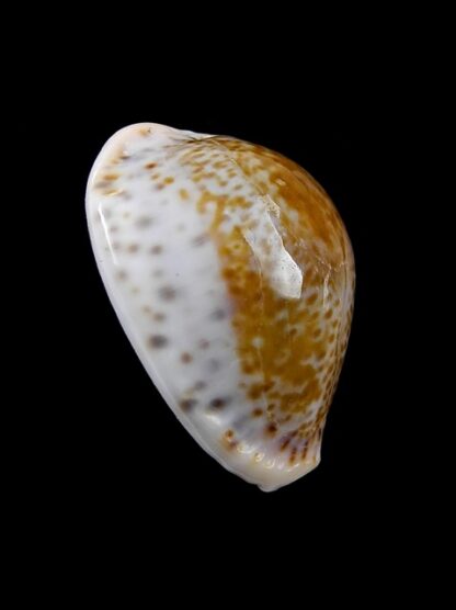 Cypraea acicularis sanctahelenae 28,80 mm Gem-8336