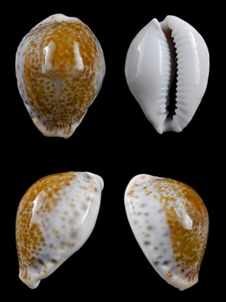 Cypraea acicularis sanctahelenae 28,80 mm Gem-0