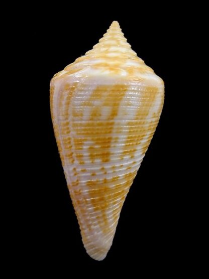 Conus garciai 48,8 mm F++-8238