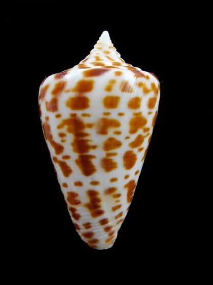 Conus spurius atlanticus 47,3 mm Gem-8246