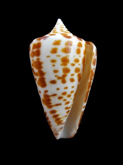 Conus spurius atlanticus 47,3 mm Gem-8245