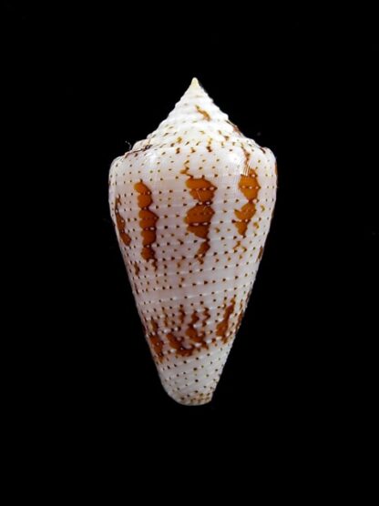 Conus cedonulli dominicanus 35 mm Gem-8233