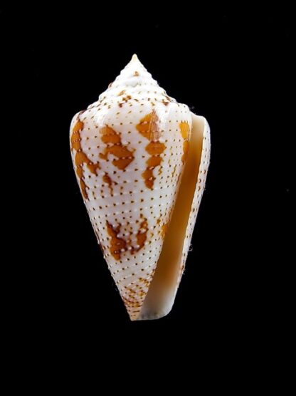 Conus cedonulli dominicanus 35 mm Gem-8235