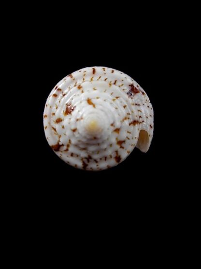 Conus cedonulli dominicanus 35 mm Gem-8232