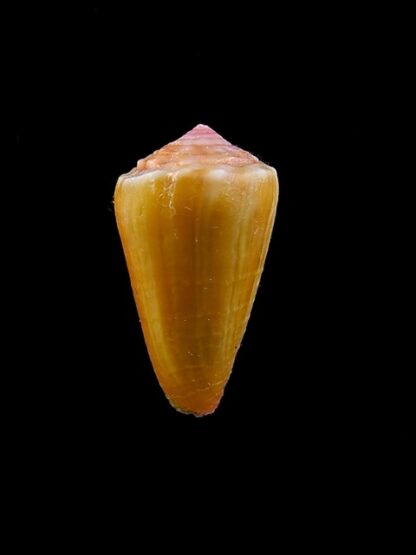 Conus zylmanae 18,8 mm Gem-8252