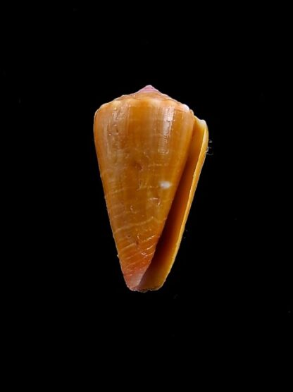 Conus zylmanae 18,8 mm Gem-8254