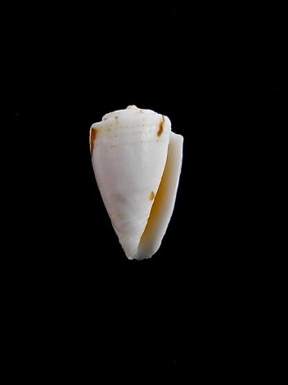 Conus kirkandersi 12,7 mm F+++-8225