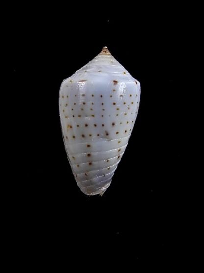 Conus puncticulatus cardonensis 17,3 mm Gem-8243