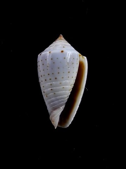 Conus puncticulatus cardonensis 17,3 mm Gem-8241