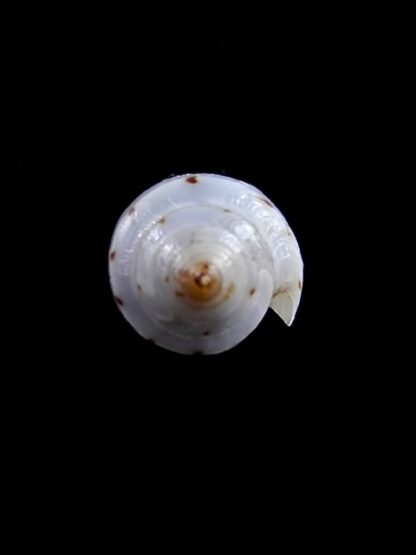 Conus puncticulatus cardonensis 17,3 mm Gem-8240