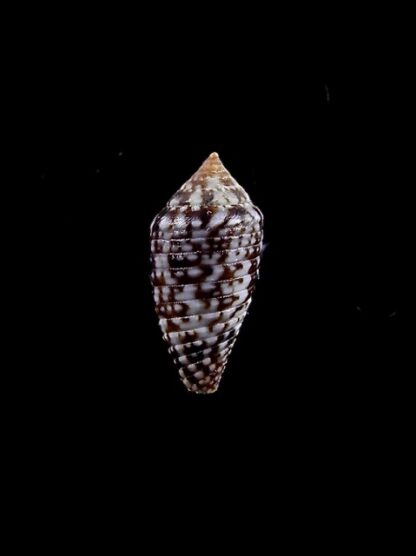 Conus allamandi 13,1 mm Gem-8231