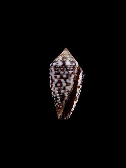 Conus allamandi 13,1 mm Gem-8230