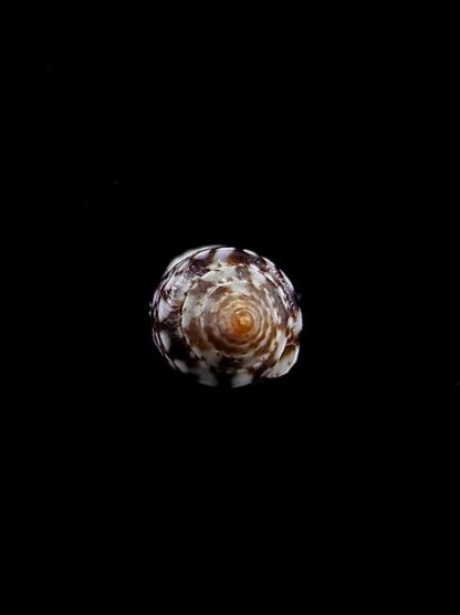 Conus allamandi 13,1 mm Gem-8229