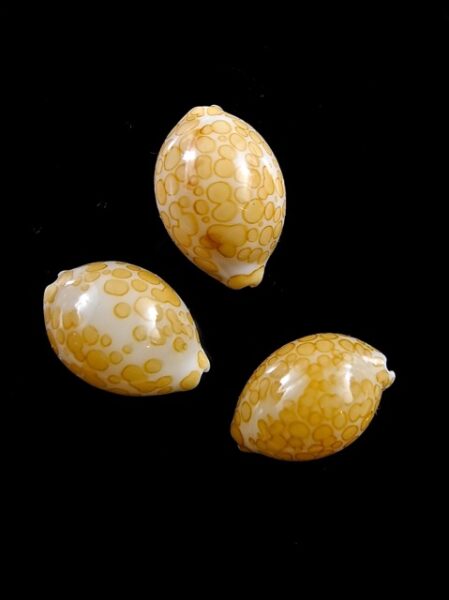 Cypraea mariae 15,5 - 16,4 - 17 mm Gem-0
