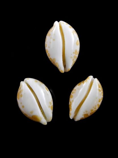 Cypraea mariae 15,5 - 16,4 - 17 mm Gem-8259