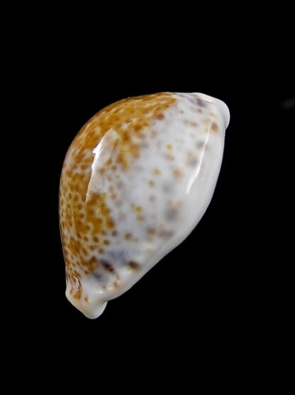 Cypraea acicularis sanctahelenae 28,80 mm Gem-8334